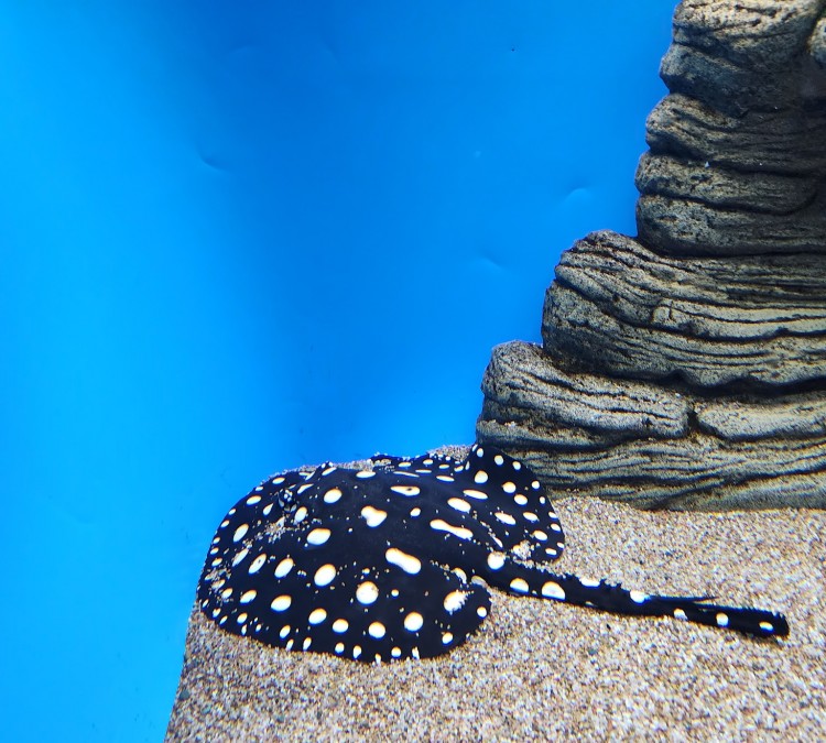 Waikiki Aquarium (Honolulu,&nbspHI)